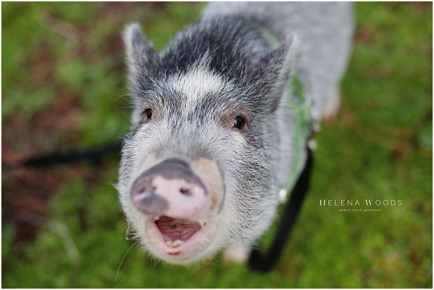 Percy the Pig, Smartest Animal in the World