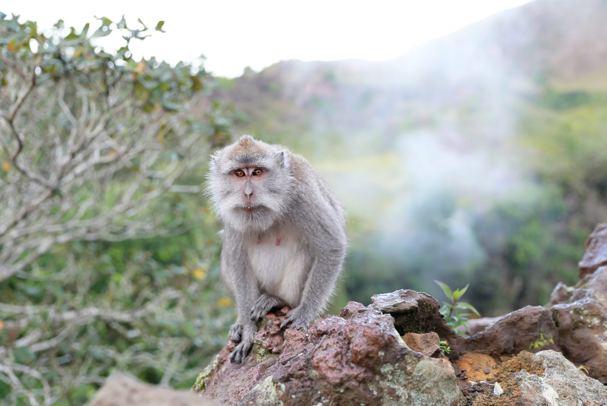 Chained up baby monkeys 'sold illegally in Bali market