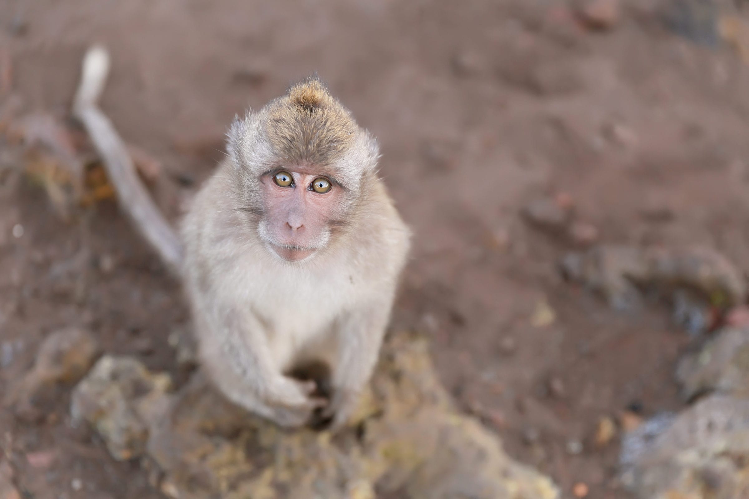 Chained up baby monkeys 'sold illegally in Bali market