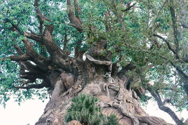 Disney World Animal Kingdom Tree of Life
