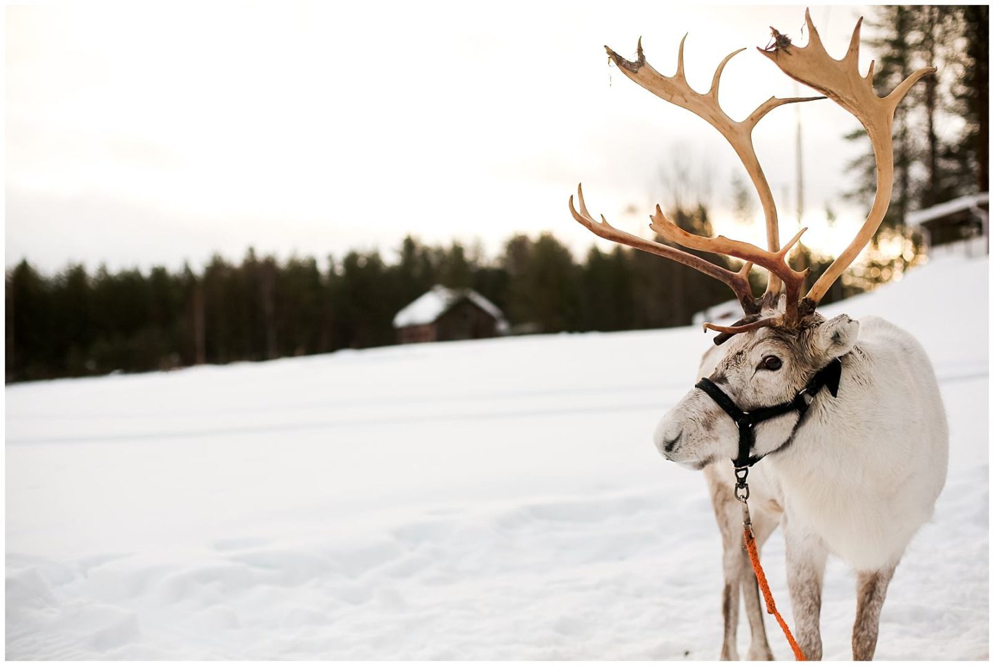 reindeer in finnish laplands Finland by Helena Woods Photography